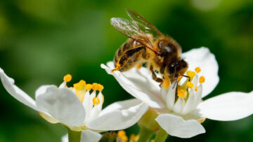 Propolis und Honig – Gesundes von der Biene
